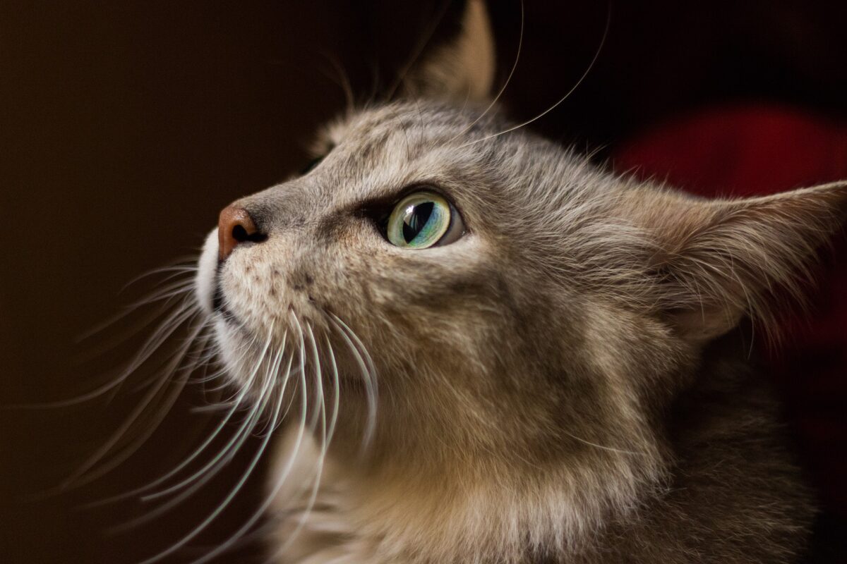 whiskers-g05d05da4a_1920